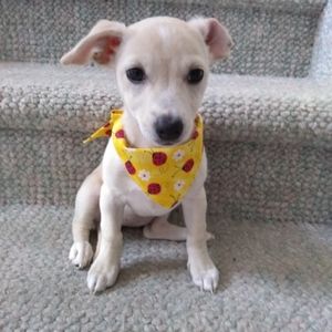 NWOT Dogs bandana new large